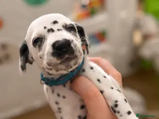 Dalmatian dogs Beautiful Dalmatian puppies - Advert 6