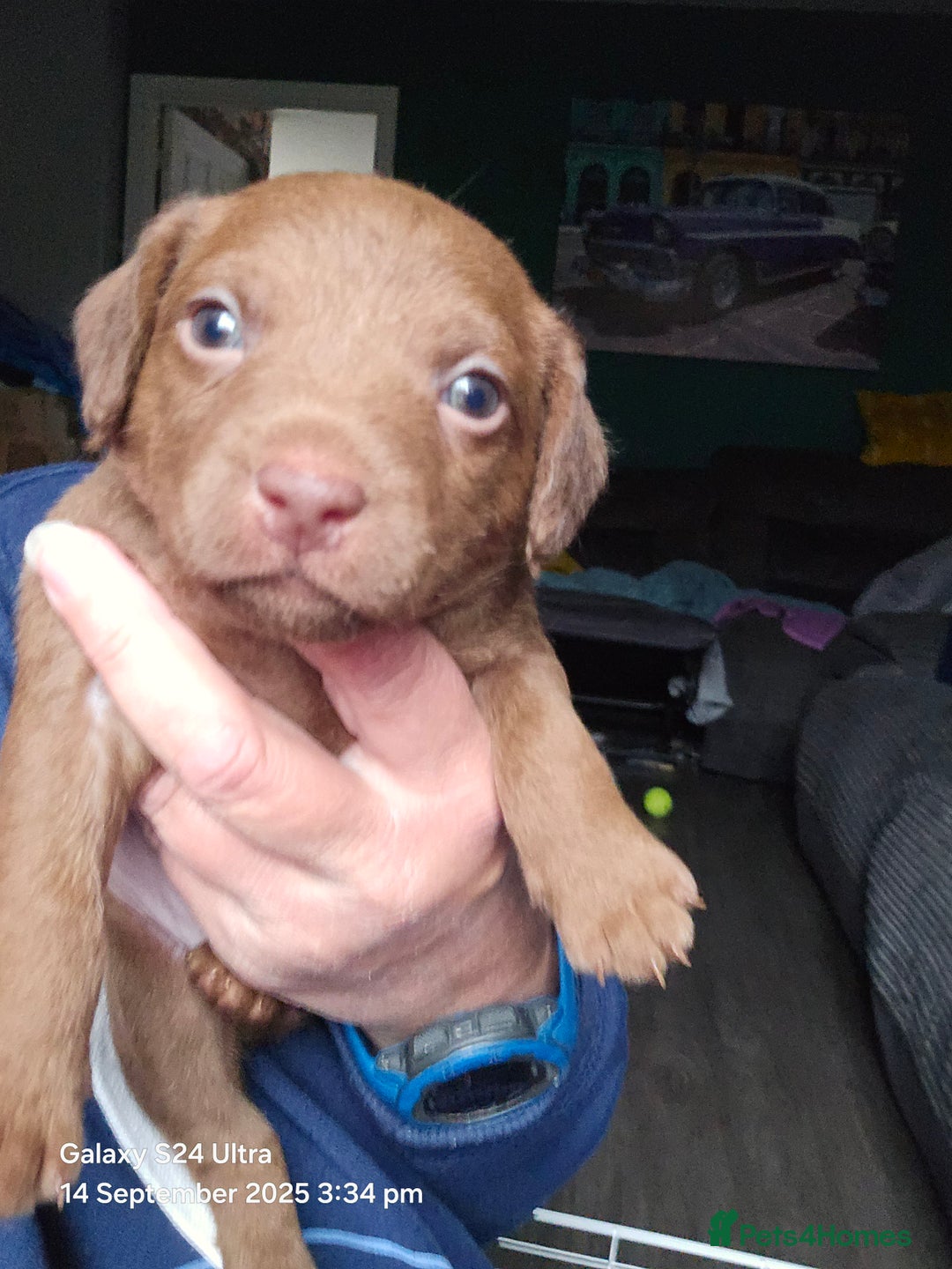 Patterdale Terrier dogs for sale: Adorable Chocolate Patterdale Terrier  - Image 4
