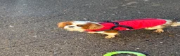Cavapoo dogs for sale: Stunning F1 Cavapoos  - Advert 4