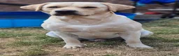 Labrador Retriever dogs for stud: STUD ONLY KC REGISTERED LABRADOR FTC BLOODLINES  - Advert 5