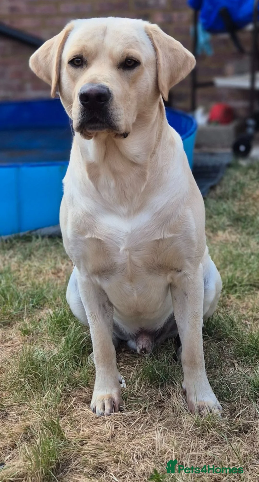 Labrador Retriever dogs for stud: STUD ONLY KC REGISTERED LABRADOR FTC BLOODLINES  - Advert 5