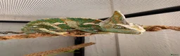 Chameleon reptiles for sale: Veiled Chameleon and full set up in Rochester - Advert 2