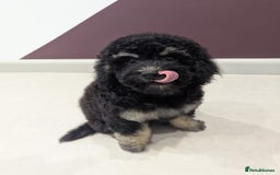 Miniature Poodle dogs for sale: 4 Beautiful Miniature Poodle puppies  in Skelmersdale - Image 4