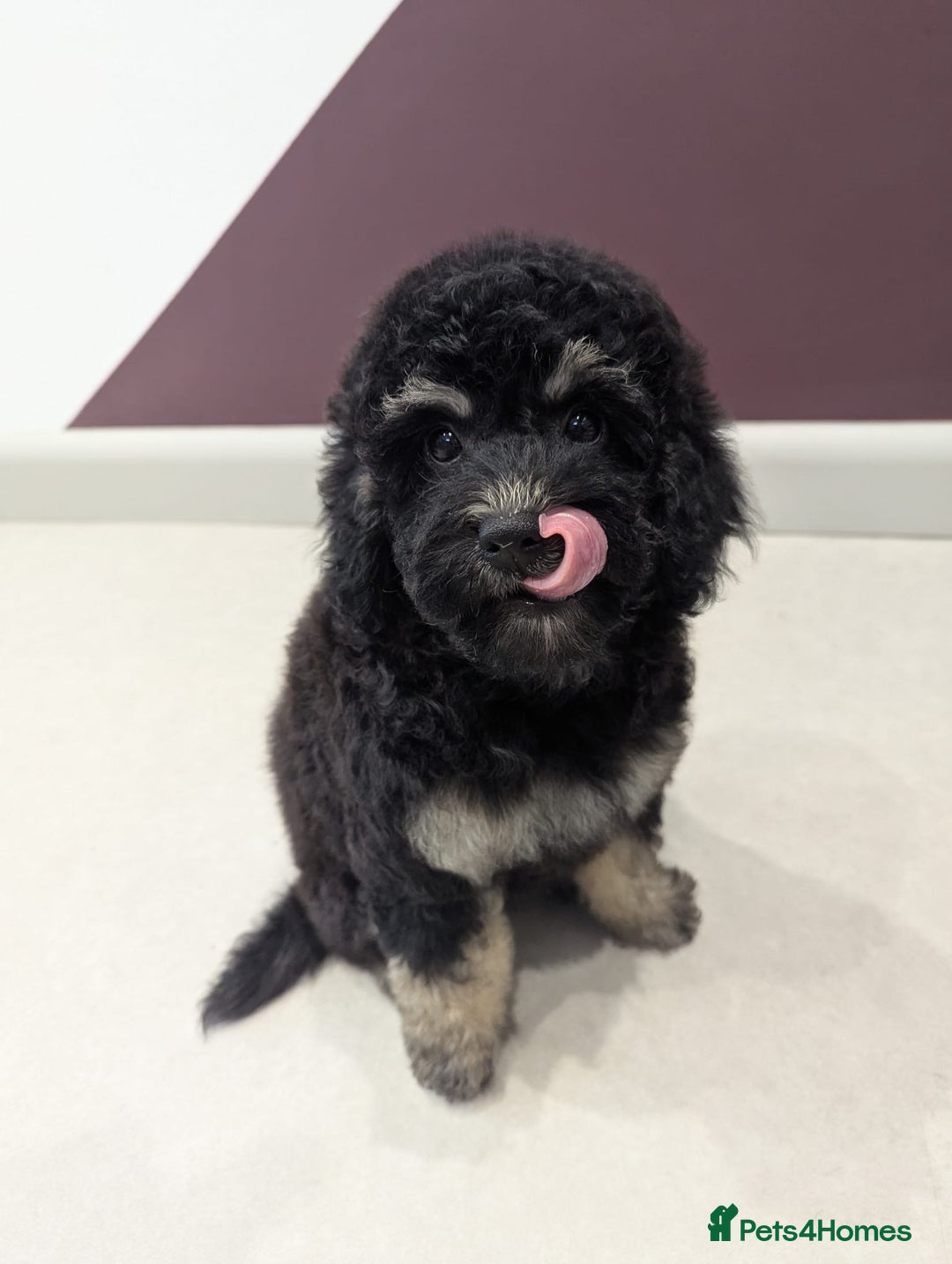 Miniature Poodle dogs for sale: 4 Beautiful Miniature Poodle puppies  in Skelmersdale - Image 4