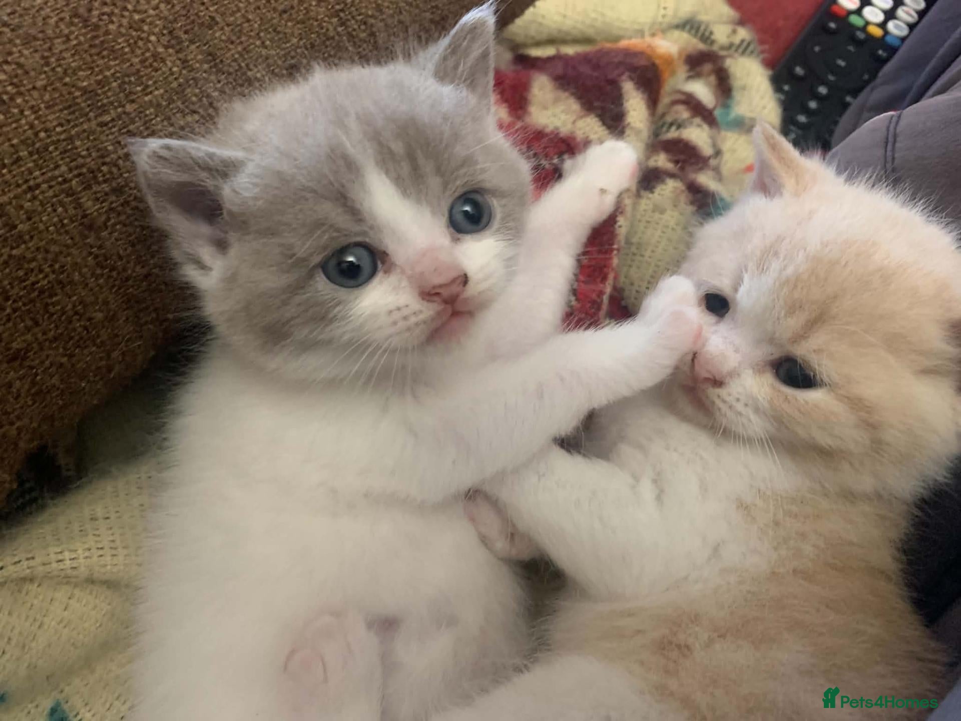 British Shorthair cats Stunning British Shorthair kittens - Advert 2