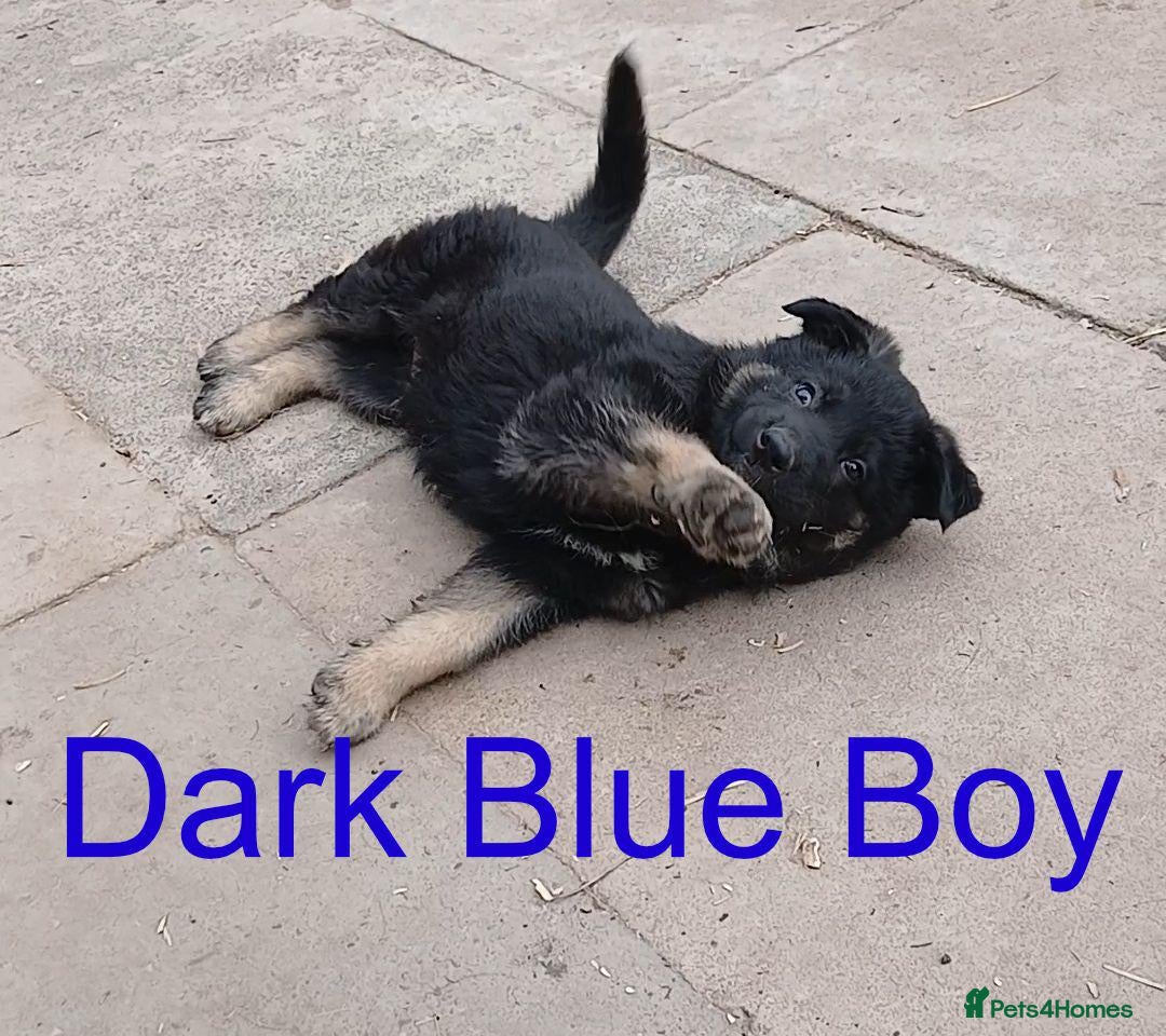 Golden Shepherd dogs *Ready Now* German Shepherd Pups - Advert 10