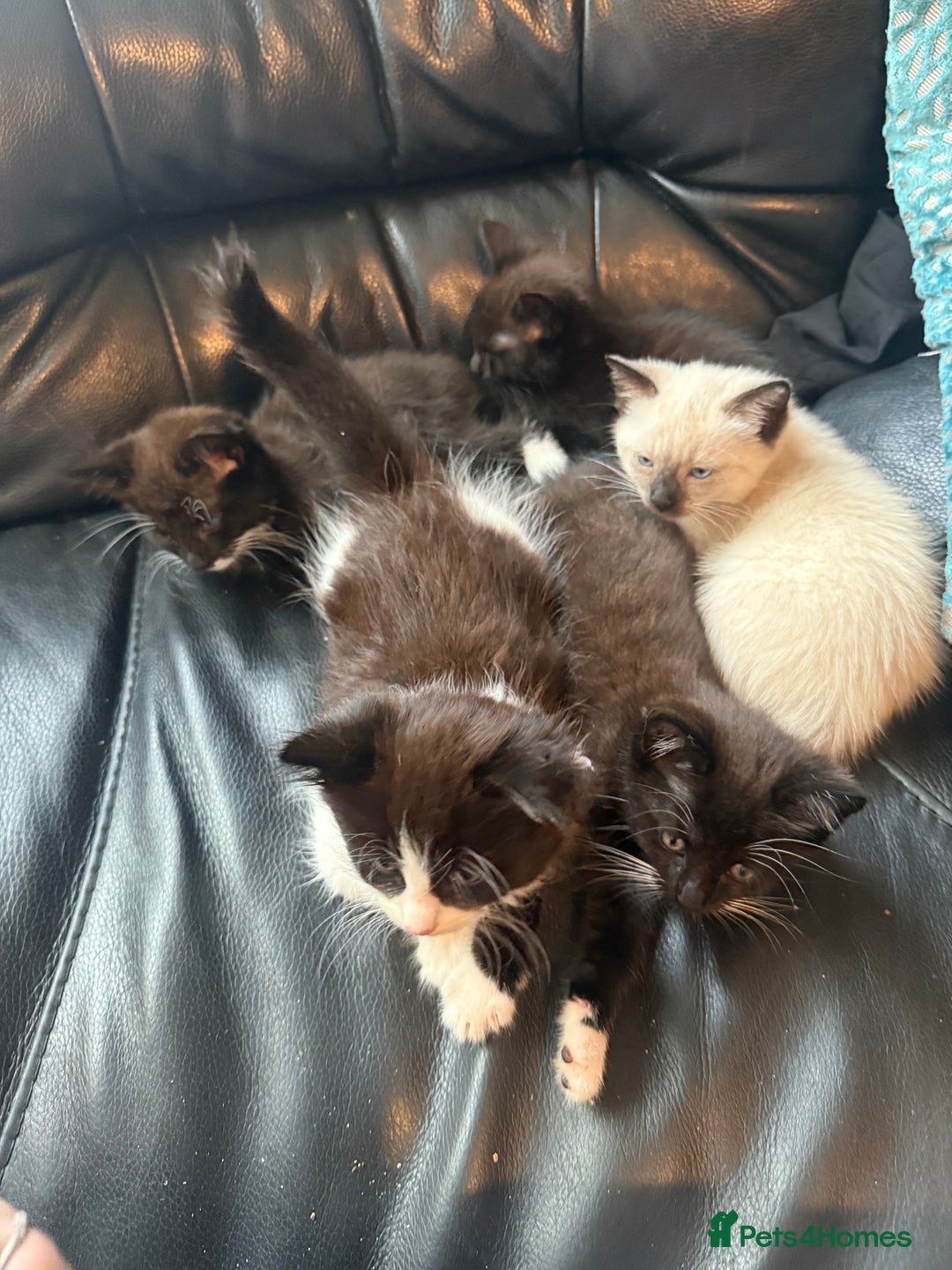 Mixed Breed cats for sale: tuxedo ghost tabby kittens - Image 4