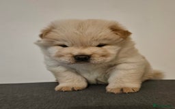 Chow Chow dogs for sale: Chow chow puppies  - Image 5