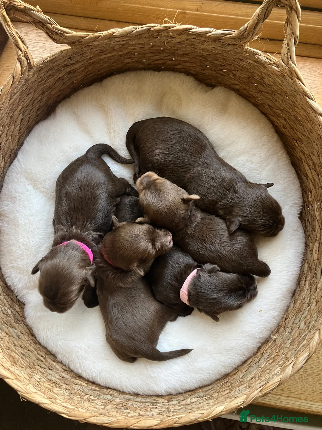 Mixed Breed dogs for sale: Adorable Yorkie/Biewer Cross Puppies - Advert 1