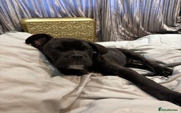 Mixed Breed dogs for sale: cano corso cross lilac british bulldog - Image 1