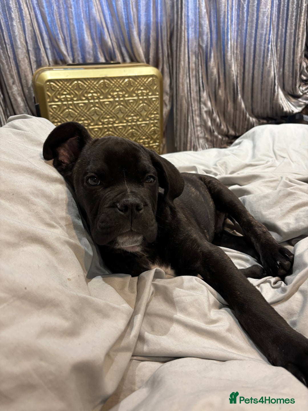 Mixed Breed dogs for sale: cano corso cross lilac british bulldog - Image 1