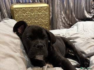 Mixed Breed dogs - Advert 11