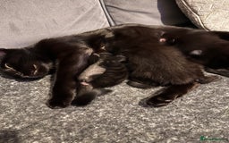Abyssinian cats for sale: Abyssinian/ ragdoll kittens  - Image 2
