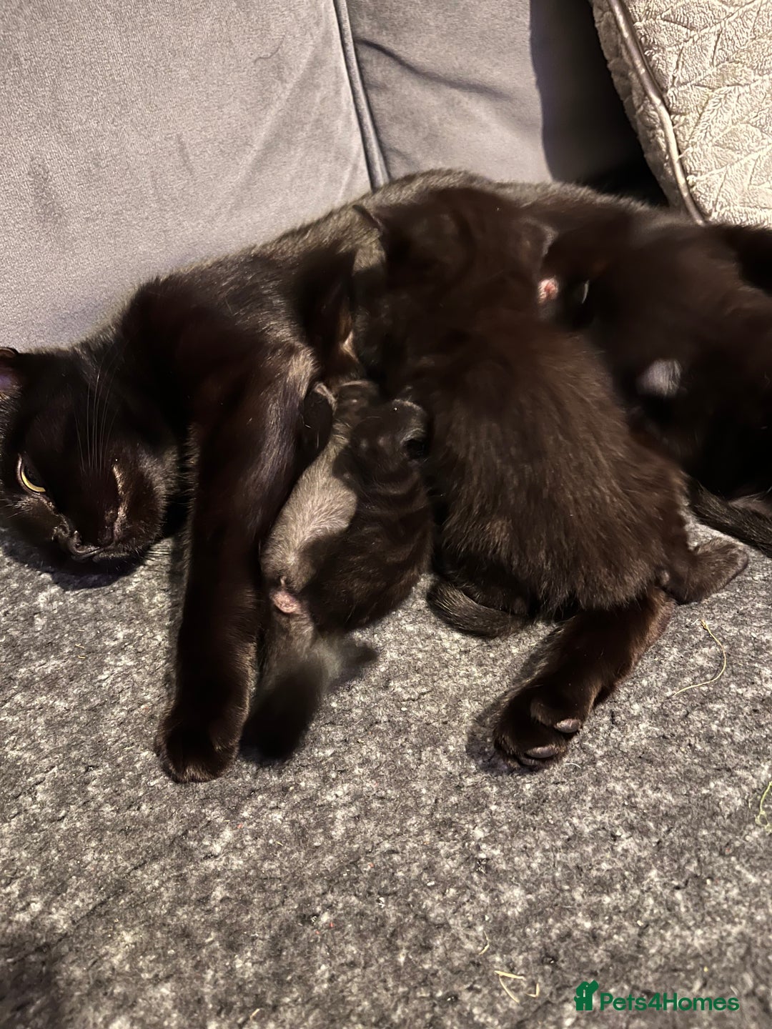 Abyssinian cats for sale: Abyssinian/ ragdoll kittens  - Image 2