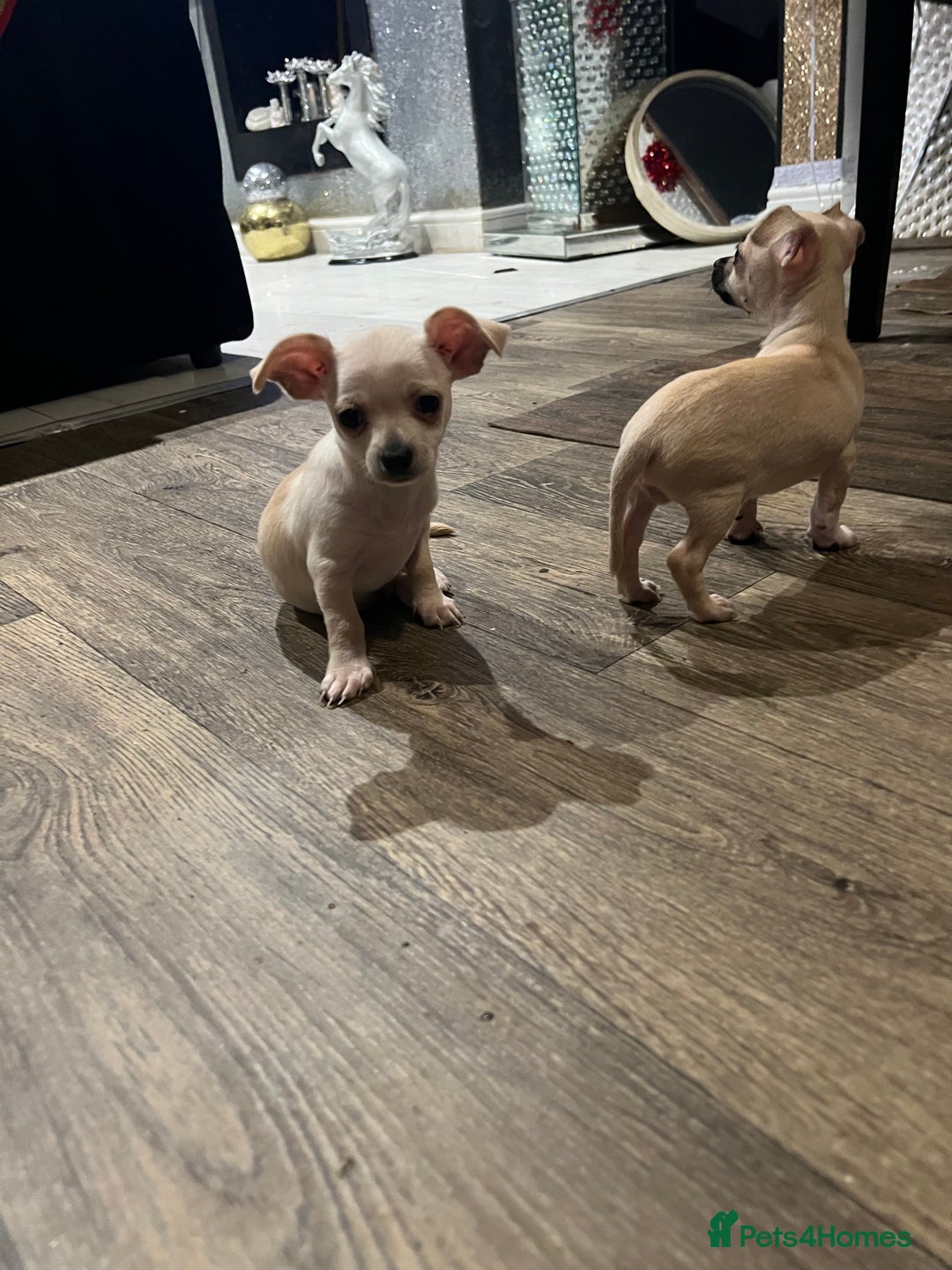 Chihuahua dogs for sale: Beautiful short hair chihuahua  - Advert 14