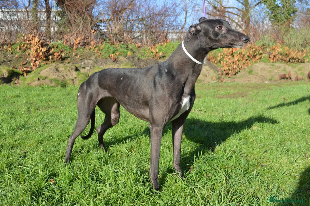 Greyhound dogs for sale: Retired Greyhounds for Rehoming  - Advert 7