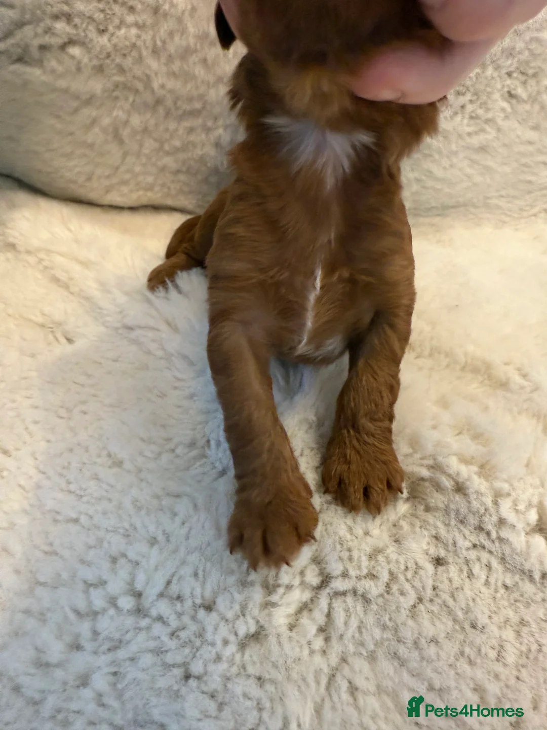 Cockapoo dogs for sale: F1 stunning cockerpoo puppies - Advert 22