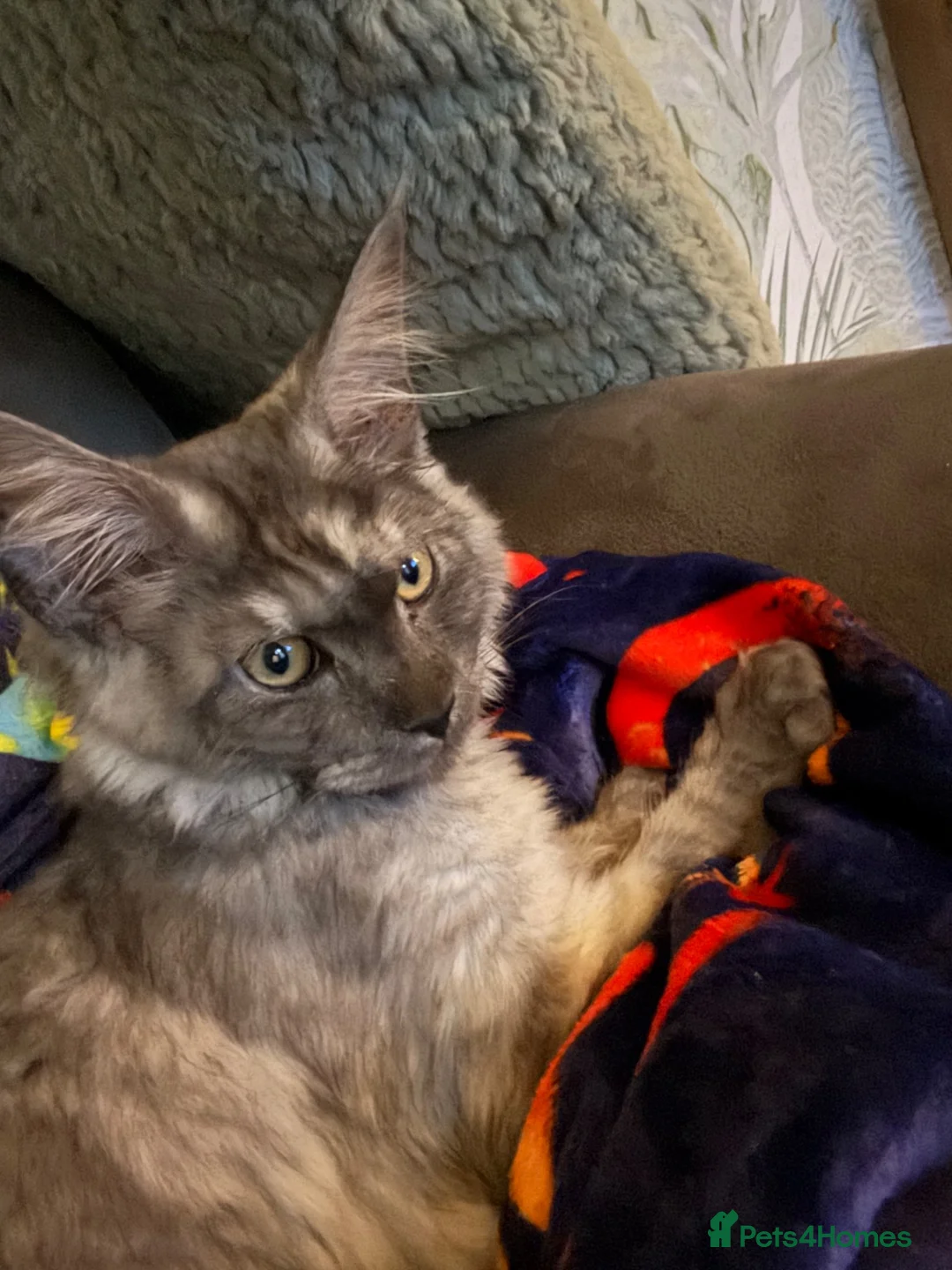 Maine Coon cats for sale: Silver smoke Maine coon 8 month old  - Advert 6