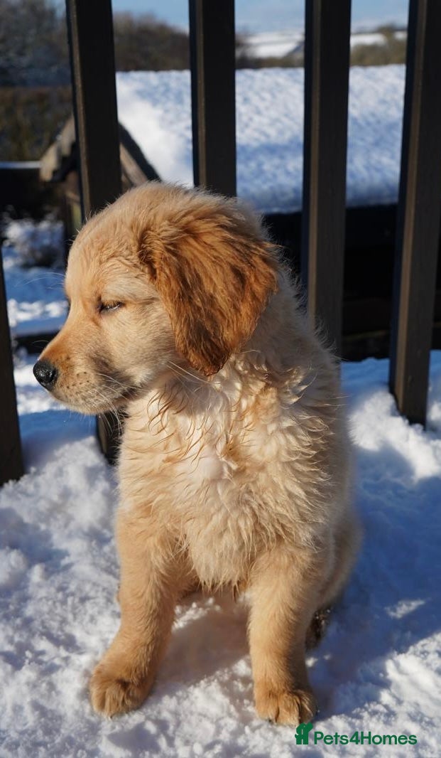 Golden Retriever dogs KC Fully Trained Golden Retriever Puppies - Advert 1