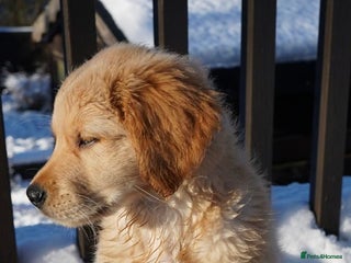 Golden Retriever dogs KC Fully Trained Golden Retriever Puppies - Advert 1