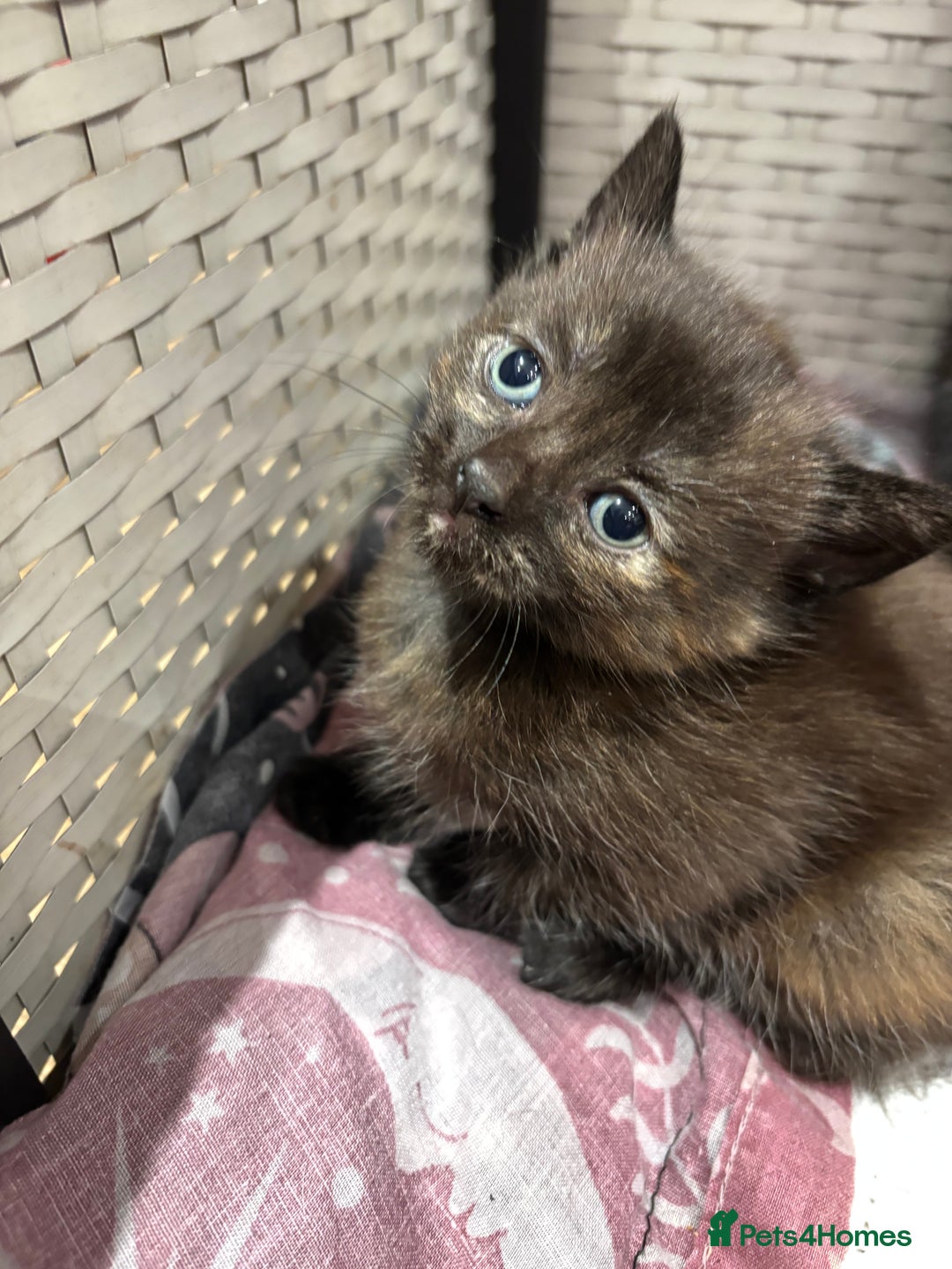 Mixed Breed cats for sale: 3 Adorable Kittens - Advert 4