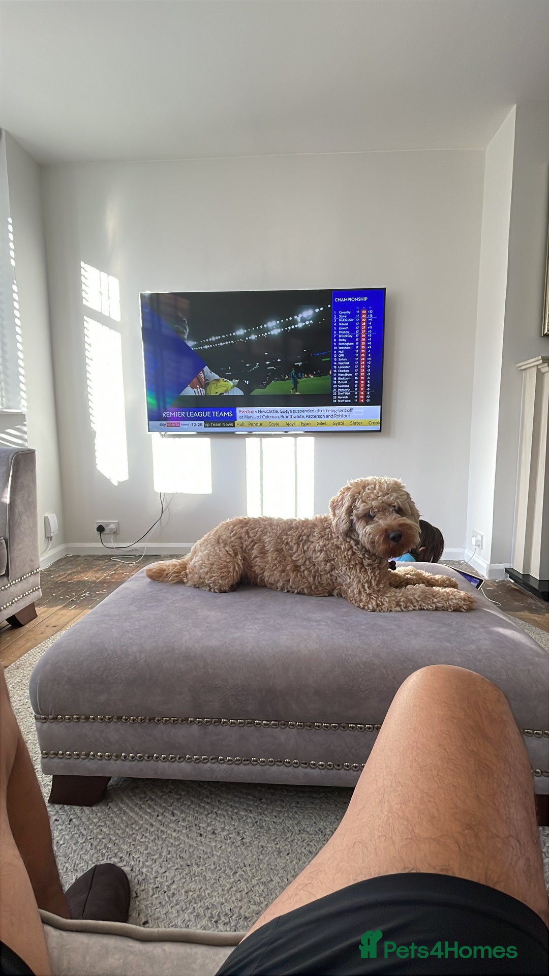 Cockapoo dogs for stud: Cockapoo for Stud  - Advert 3