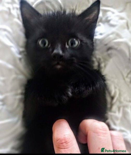 Mixed Breed cats Bruno ready for his forever home. - Advert 11