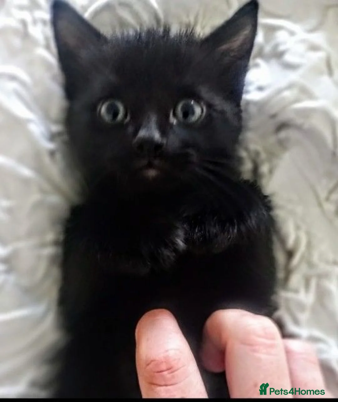 Mixed Breed cats for sale: Bruno ready for his forever home. in Cottingham - Advert 1