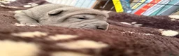 Shar Pei dogs for sale: Two beautiful Blue Shar Pei puppies (Male) - Advert 6