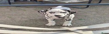 Dalmatian 6