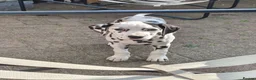 Dalmatian dogs for sale: Last girl x  - Advert 12