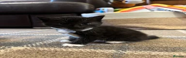 Female Black and white kitten (grey collar)