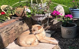 Mixed Breed dogs for adoption: Coco – 5 years old, Female, Possibly Lab Mix  - Image 15