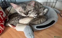 Bengal cats for sale: Gorgeous Bengal Babies - Image 6