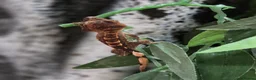 Gecko reptiles for sale: Lily white crested geckos - Advert 7