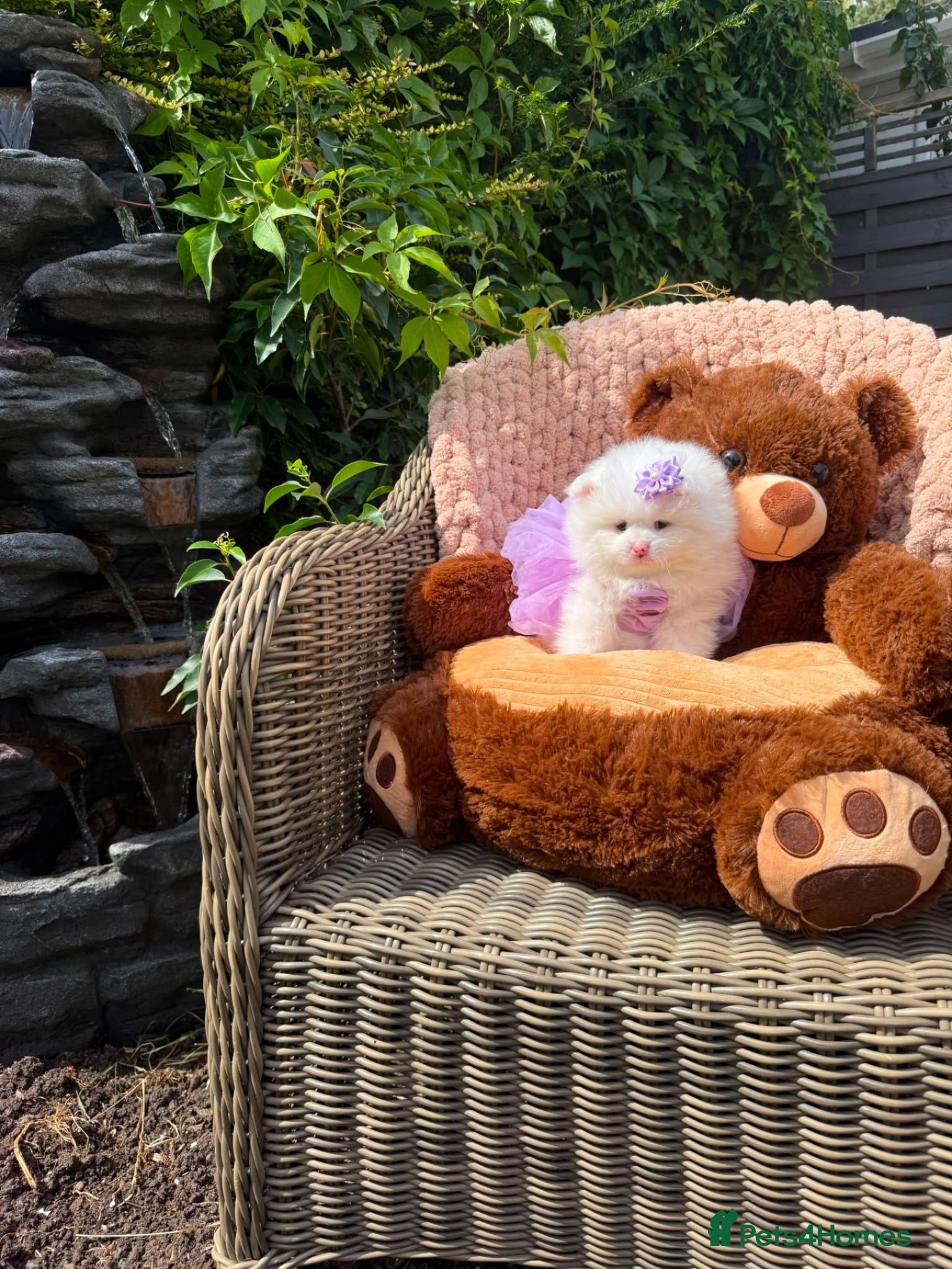 Pomeranian dogs Stunning KC Registered Pomeranians  - Advert 6