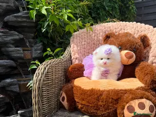 Pomeranian dogs Stunning KC Registered Pomeranians - Advert 6