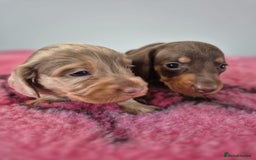 Miniature Dachshund dogs for sale: KC Registered Miniature Dachshund  - Image 6