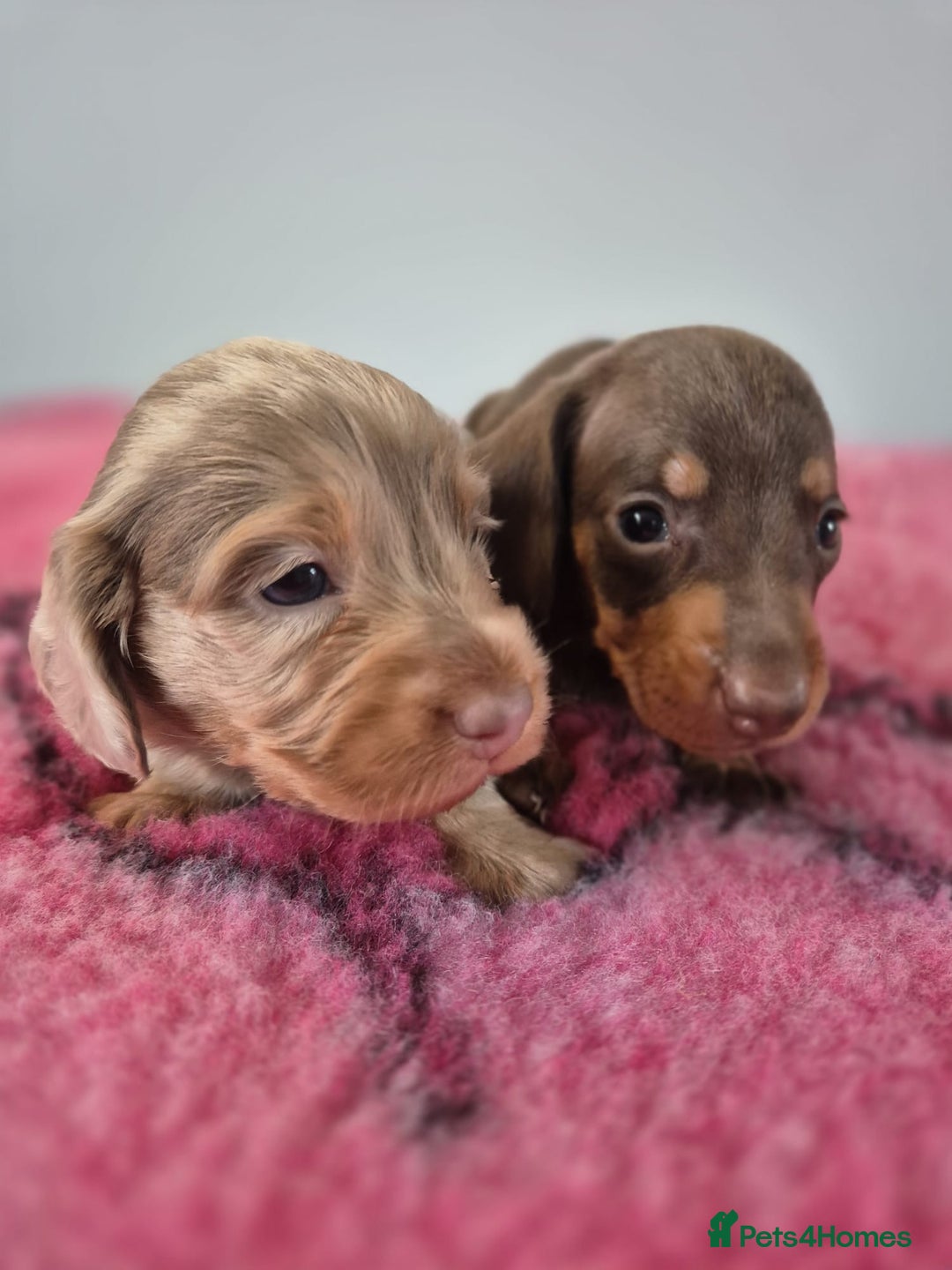 Miniature Dachshund dogs for sale: KC Registered Miniature Dachshund  - Image 6