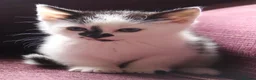 Mixed Breed cats for sale: Stunning part Siamese kittens ready now  - Advert 14