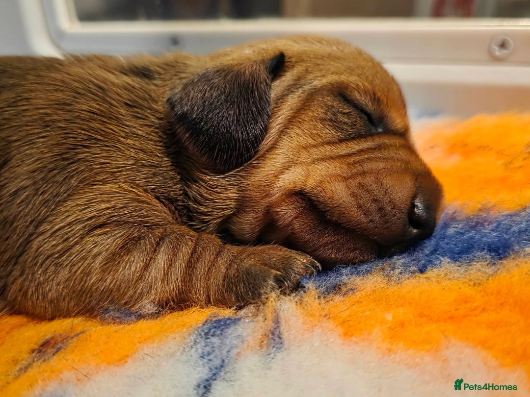 Miniature Dachshund dogs for sale: Kc registered minature Dachshunds - Advert 3