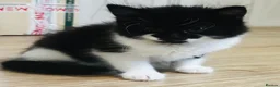 Mixed Breed cats for sale: Playful and lovely kittens  - Advert 4