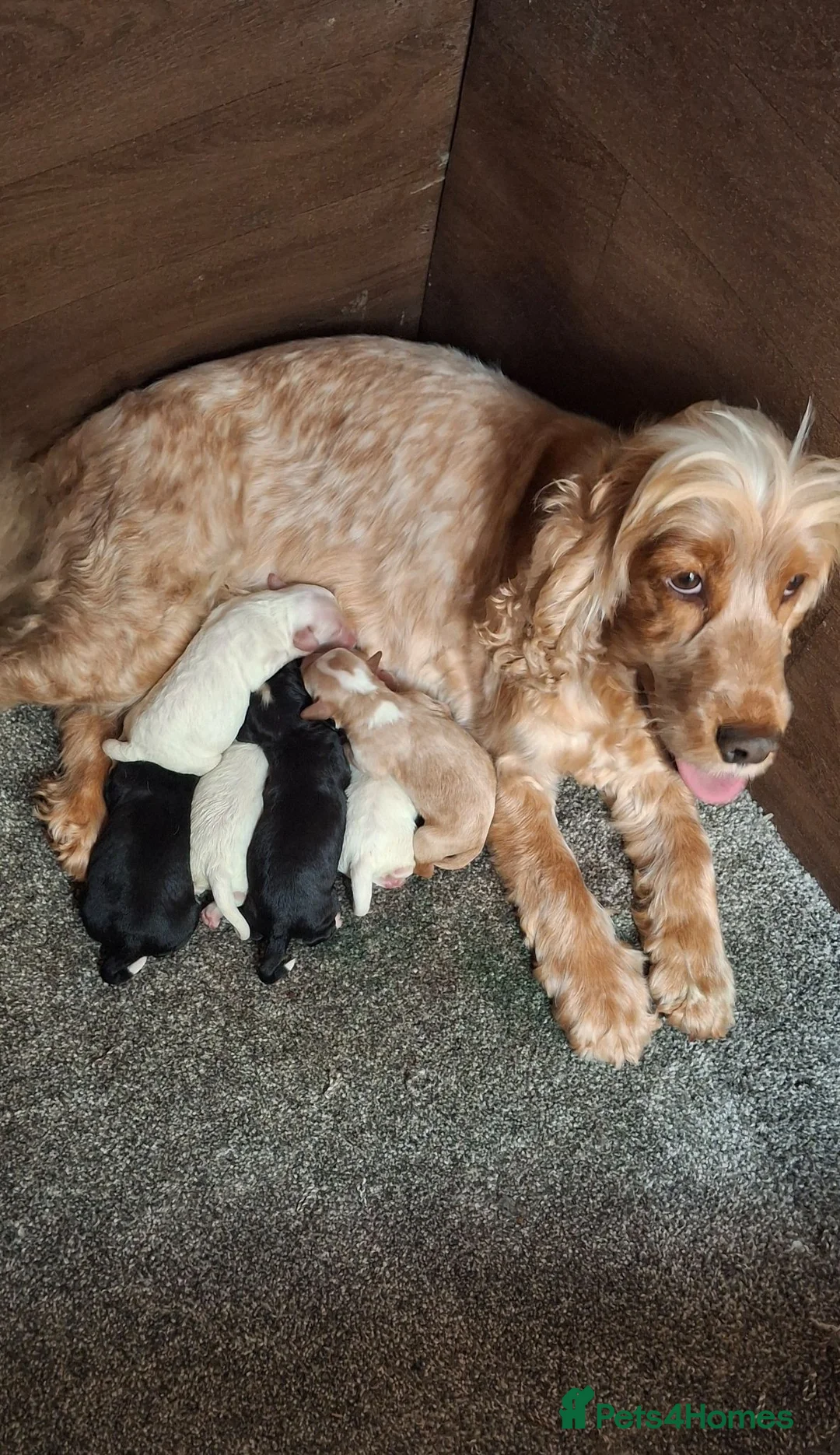 Cockapoo dogs for sale: Cockerpoos - Advert 2