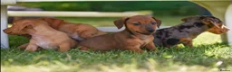 Jackshund dogs for sale: Beautiful family dogs in Bridgwater - Advert 1