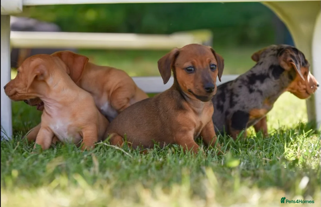 Jackshund dogs for sale: Beautiful family dogs in Bridgwater - Advert 1