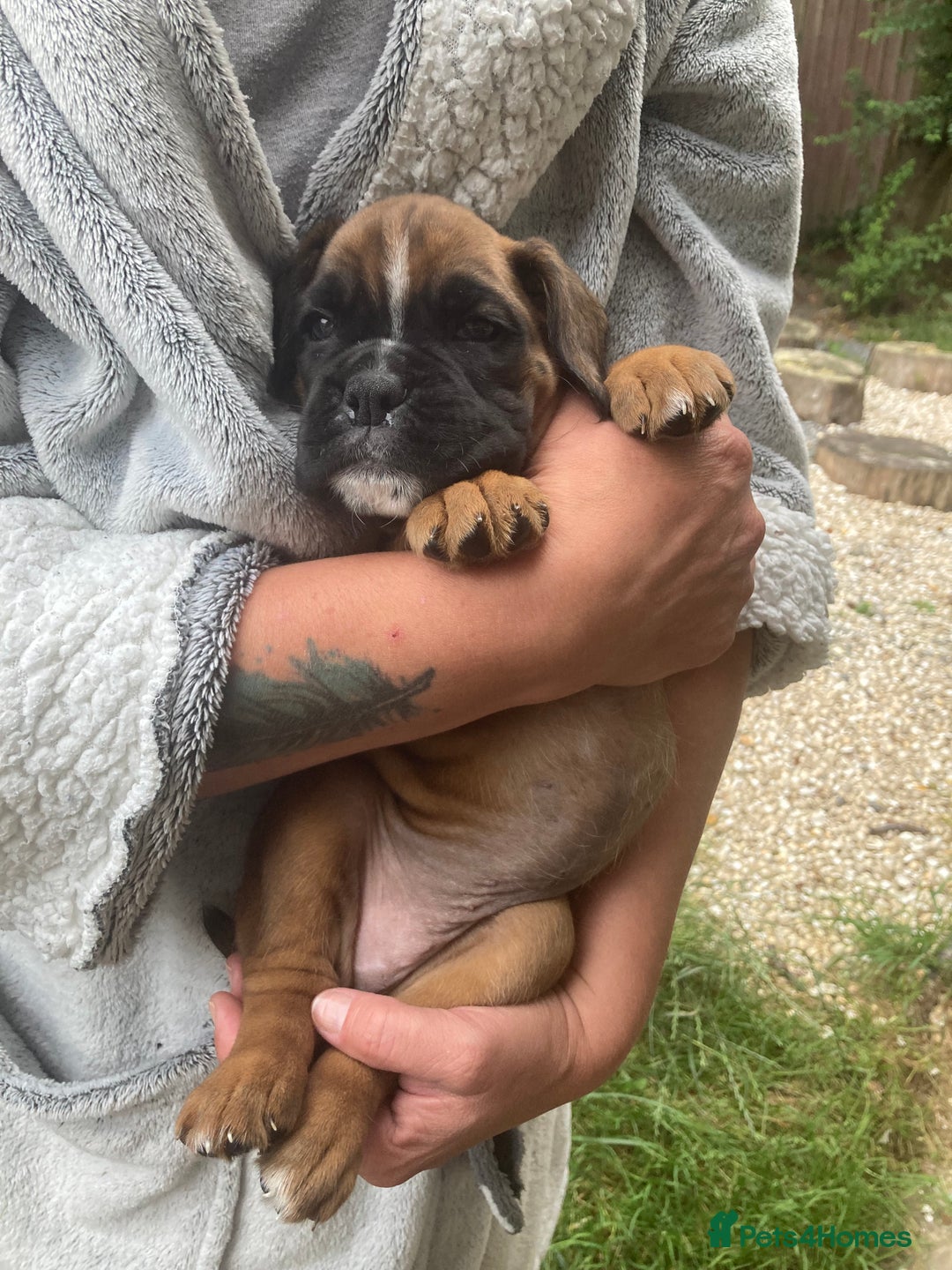 Boxer dogs for sale: Boxer baby girl 💖 - Image 2