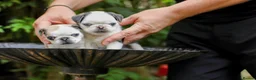 Pug dogs for sale: Panda pugs in Bishop Auckland - Advert 29