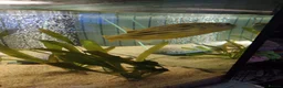 Pufferfish fish for sale: Large fahaka puffer fish - Advert 6