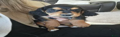 Black and Tan Male