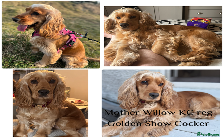 Mixed Breed dogs - Advert 2